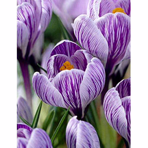 Крокус-Пиквик-100-цибулин