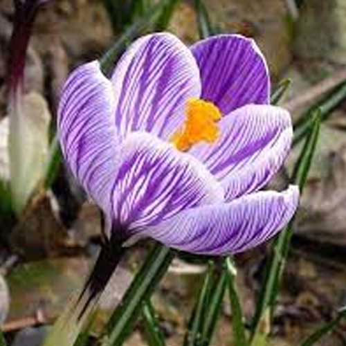 Крокус-Пиквик-500-цибулин