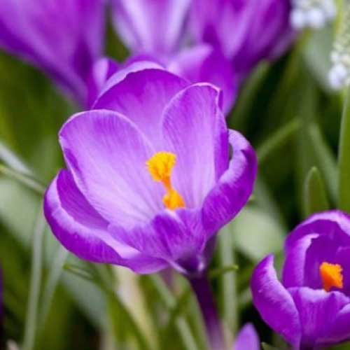 Крокус-Ремембранс-500-цибулин