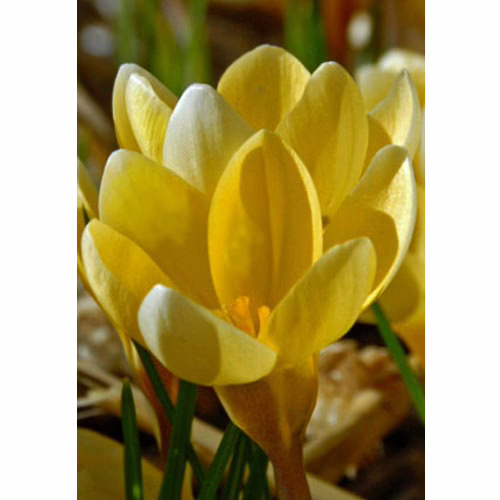 Крокус-Романс-100-цибулин