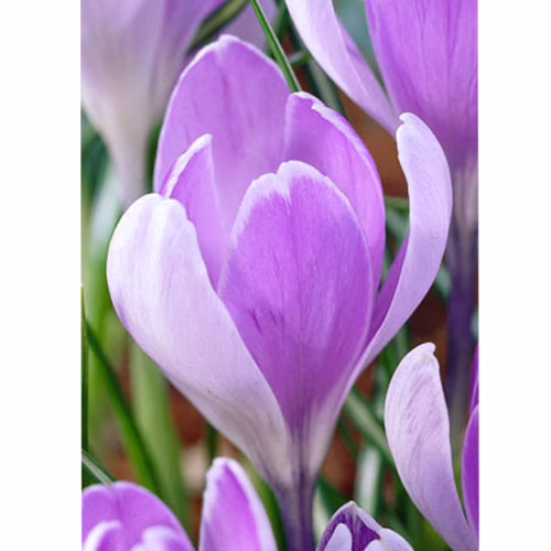 Крокус Вангуард 100 цибулин