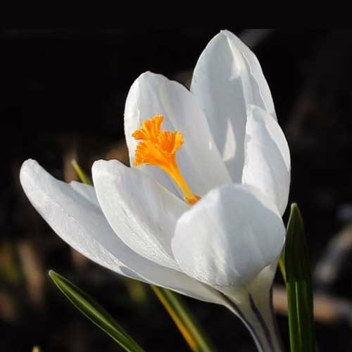 Крокус-Жанна-д`Арк-500-цибулин