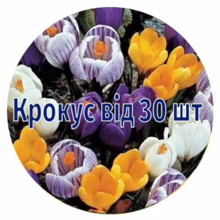 Крокус від 30 шт