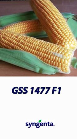 Kukuruza-GSS-1477-F1-gibrid-sladkoy-kukuruzyi-Syngenta