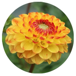 Кулясті жоржини