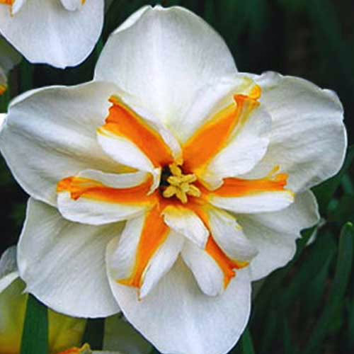 Нарцис-Доллі-Моллінжер-25-цибулин