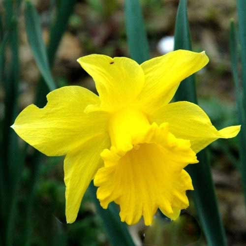 Нарцис-Фебруарі-Голд-упаковка-20-цибулин