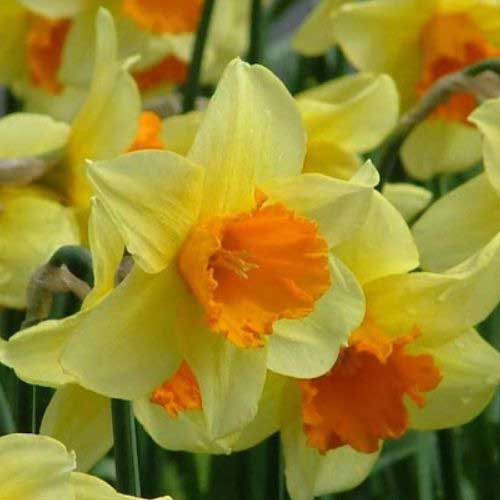 Нарцис-Фортіссімо-20-цибулин