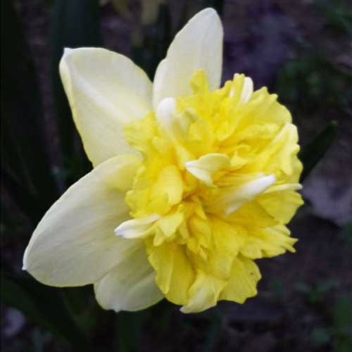 Нарцис-Фул-Хаус-25-цибулин