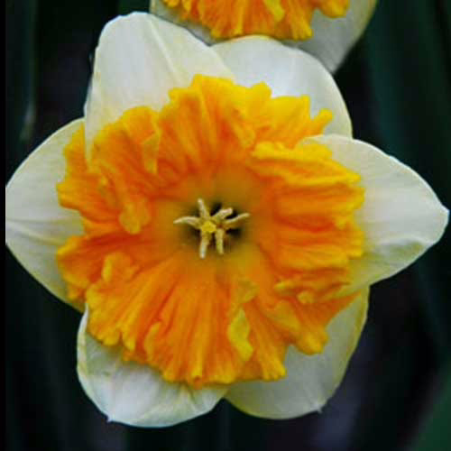 Нарцис-Габріель-Клайберг-25-цибулин