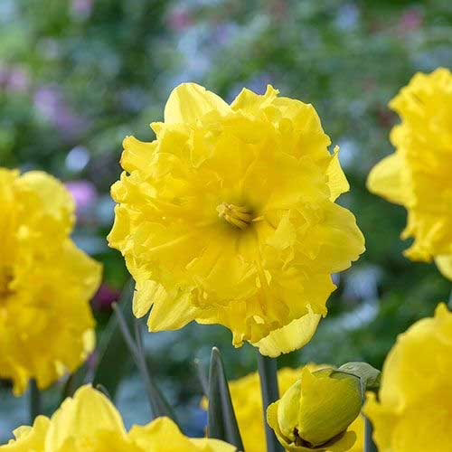 Нарцис-Голд-диск-упаковка-3-цибулини