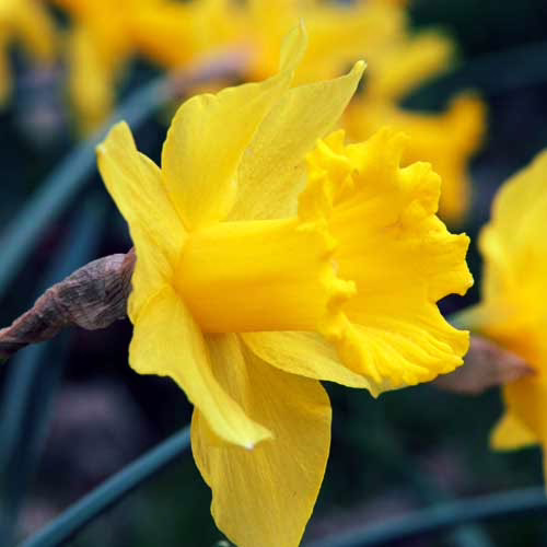 Нарцис-Голден-Харвест-100-цибулин