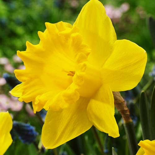 Нарцис-Гигантик-Стар-100-цибулин