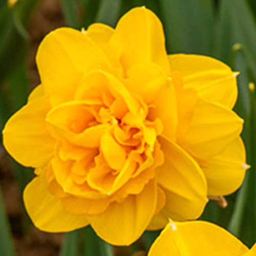 Нарцис-Хіамур-25-цибулин