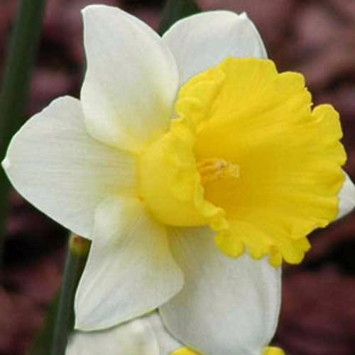 Нарцис-Лас-Вегас-25-цибулин