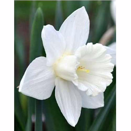 Нарцис-Маунт-Худ-упаковка-20-цибулин