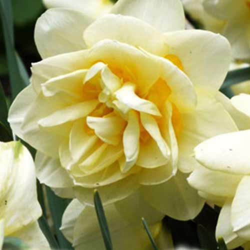 Нарцис-Менлі-25-цибулин