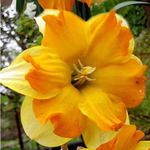 Нарцис-Мондрагон-25-цибулин