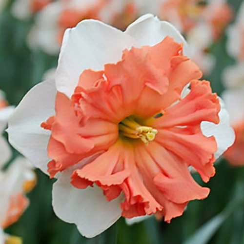 Нарцис-Шрайк-упаковка-3-цибулини