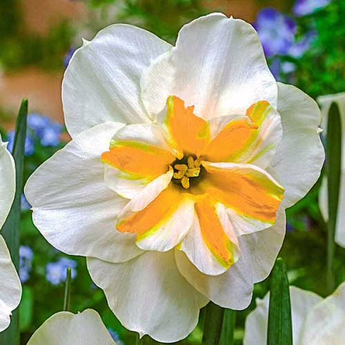 Нарцис-Сорбет-25-цибулин