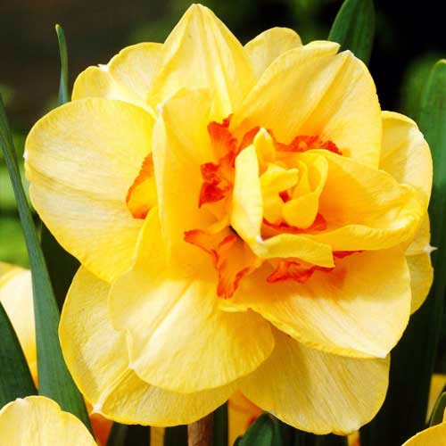 Нарцис-Таїті-100-цибулин