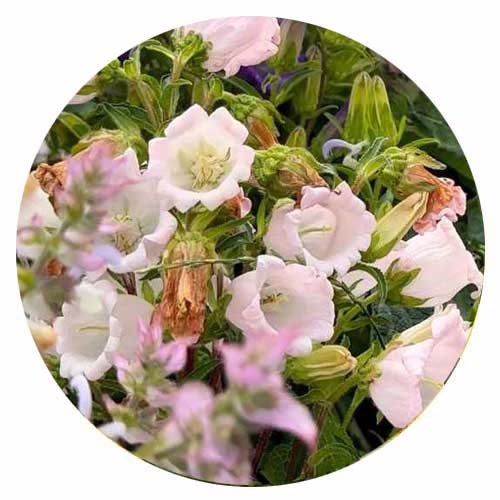 Насіння-багаторічного-дзвоника