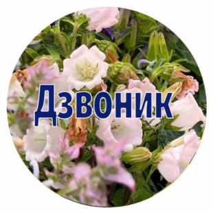 Насіння дзвоника