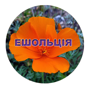 Семена эшшольции