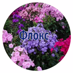 Насіння флокса