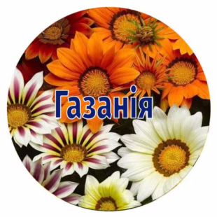 Насіння газанії