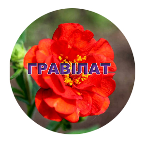 Семена гравилата