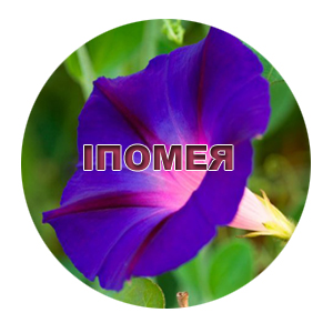 Семена ипомеи