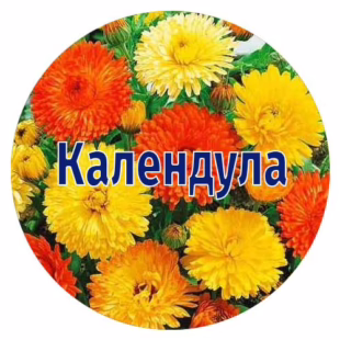 Насіння календули