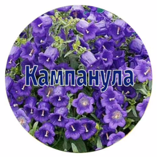 Насіння кампанули