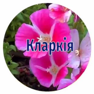 Насіння кларкії