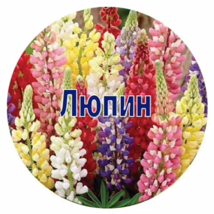 Насіння люпина