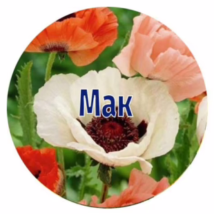 Насіння маку