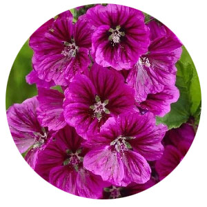 Насіння мальви