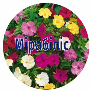 Насіння мірабілісу