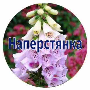 Насіння наперстянки