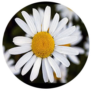 Насіння-нівяника-(садова-ромашка)