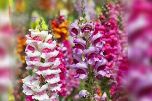 Насіння-ротиків-види-і-сорти