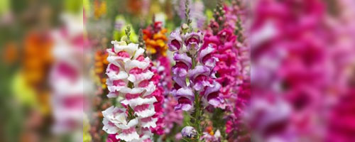 Насіння-ротиків-види-і-сорти