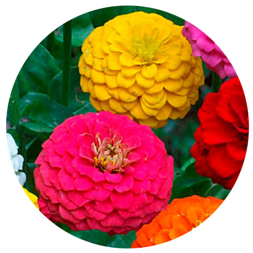 Насіння-цинії-(майори)