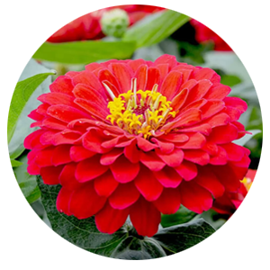 Насіння цинії