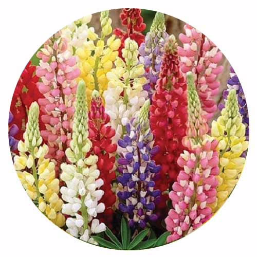 Насіння-великоквіткового-люпину