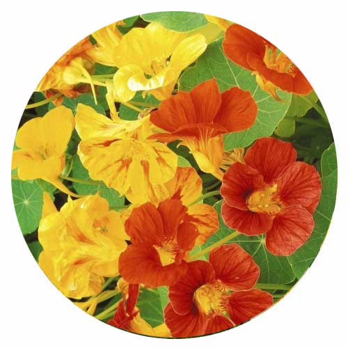 Насіння-великоквіткової-настурції