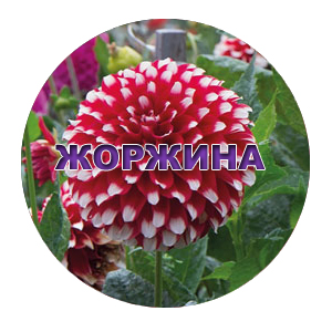 Семена георгины