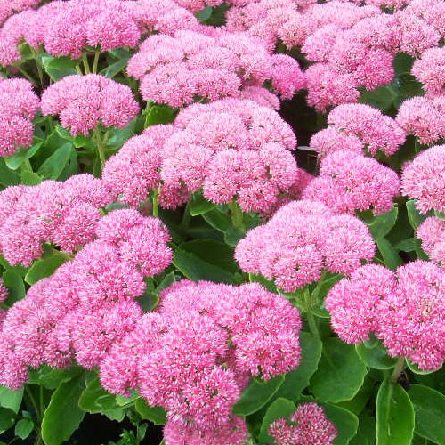 Седум-Autumn-Joy