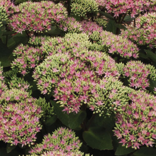 Седум-Beach-Party